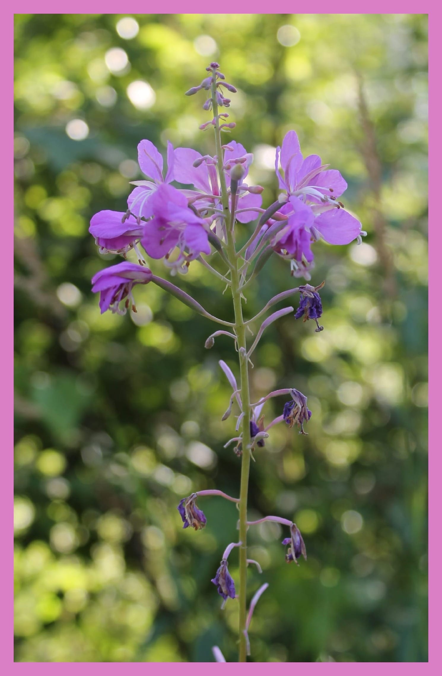 Fireweed in Fairbanks: Alaska's Summer Still in Bloom