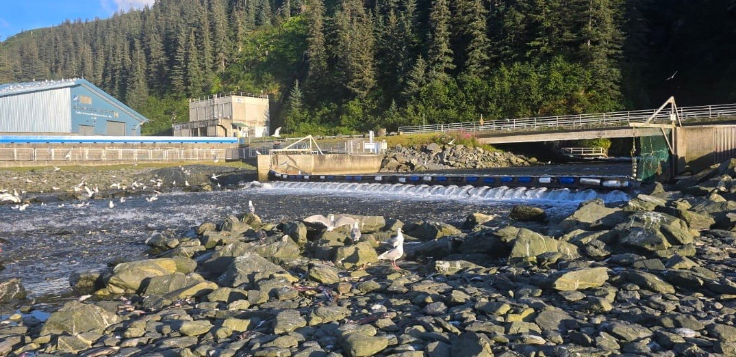 The Salmon Spectacle at Allison Point