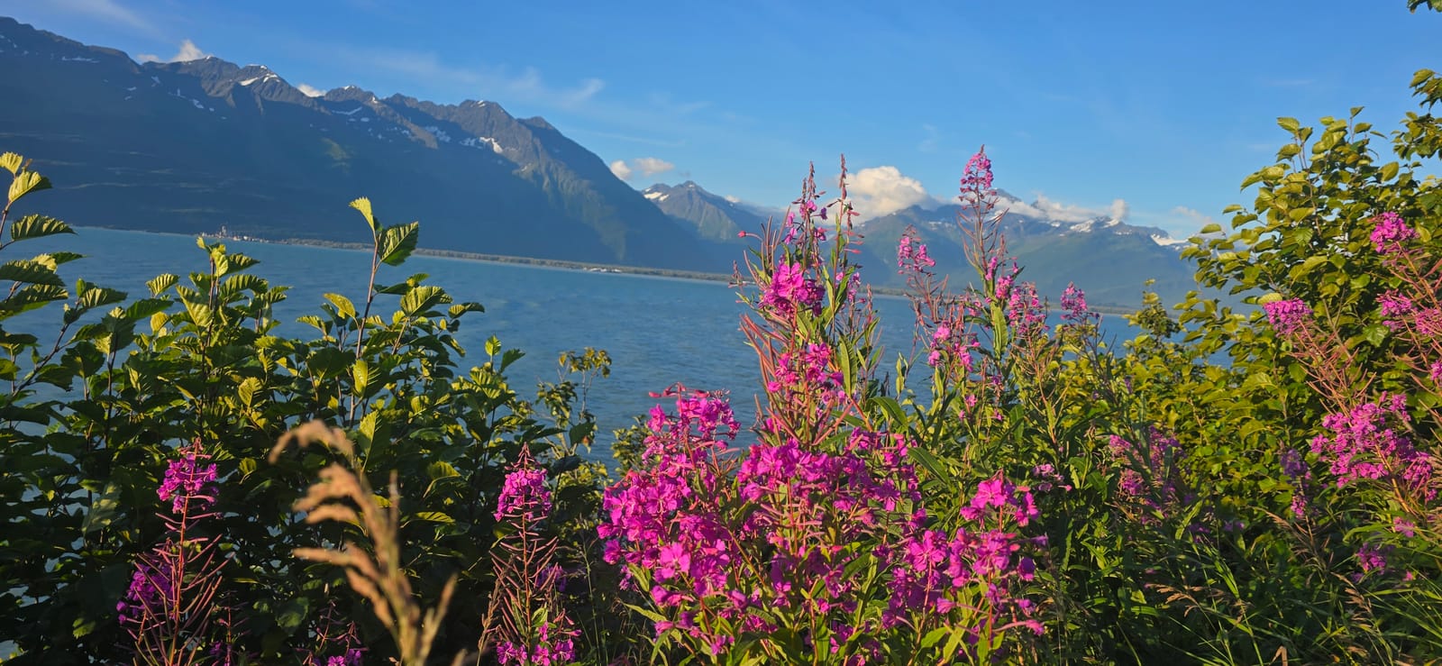 Fireweed: Alaska’s Summer Clock and the Meaning Behind the Bloom