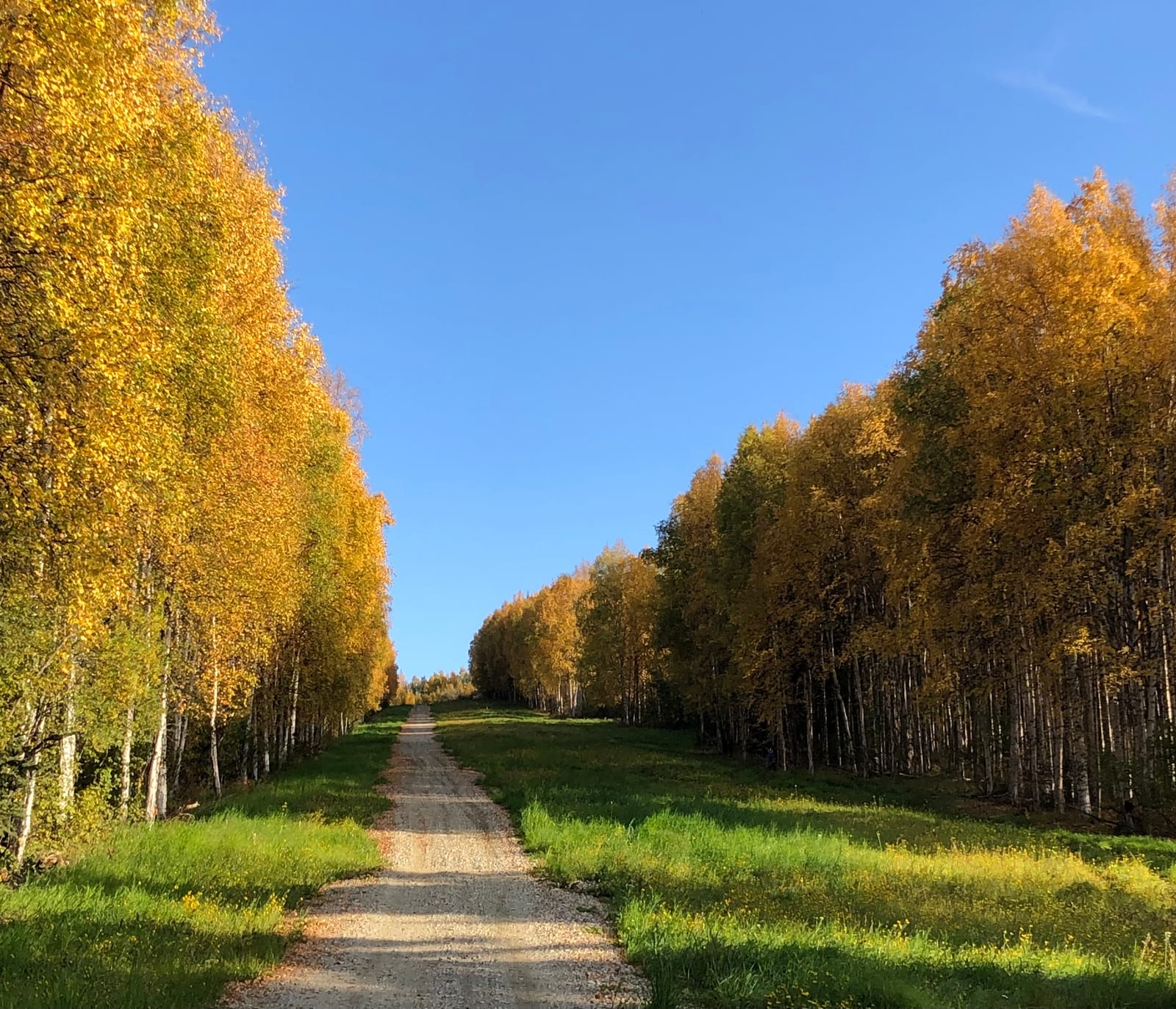 September in Alaska: Fall Colors, Aurora Season and Denali Highway Adventures
